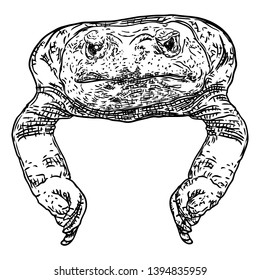 Frog line illustration.  Anuran or poison toad hand drawing. Black and white drawn witchcraft, voodoo magic attribute. Illustration for Halloween. Vector.