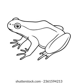 frog line vector illustration,isolated on white background,top view