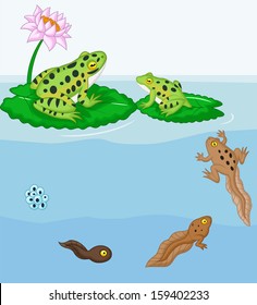 Frog metamorphosis