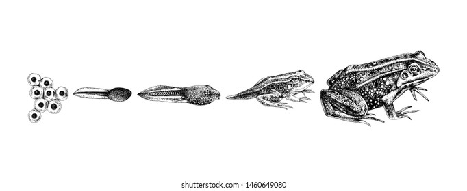 Frog metamorphosis. 5 stages of frogs life cycle. Hand drawn vector illustration