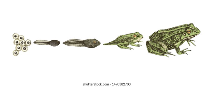 Frog metamorphosis. 5 stages of frogs life cycle. Hand drawn colorful vector illustration