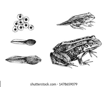 Frog metamorphosis. 5 stages of frogs life cycle. Hand drawn vector illustration