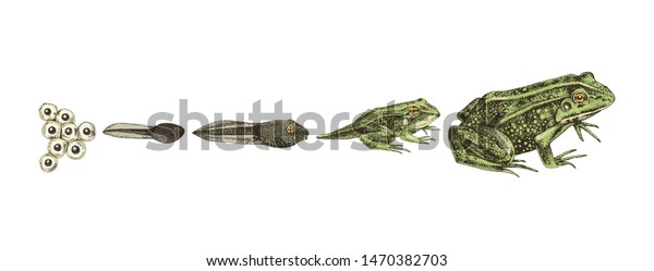 Frog Metamorphosis 5 Stages Frogs Life Stock Vector (Royalty Free