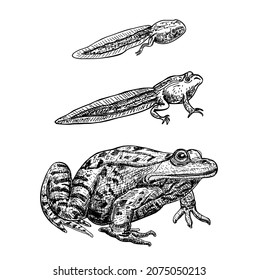 Frog metamorphosis. Frog life cycle. Tadpoles and a frog.Hand drawn colorful vector illustration. Illustration amphibian, frog development