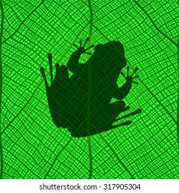 frog on a green leaf