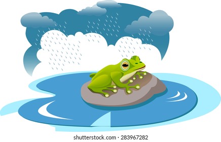 A frog on rock in a pond during rain.