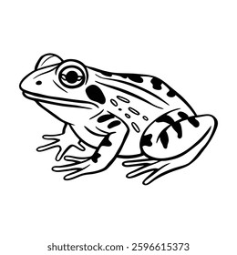 A Frog on white background