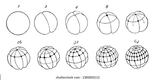 Frog Ovum Division where the numbers indicate the number of cells or blastomeres, vintage line drawing or engraving illustration.