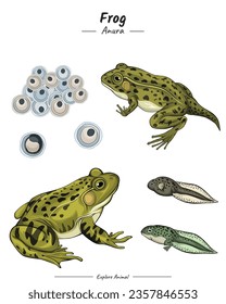 Frog Package. set of Frog illustration. showing different phases and development stages including newborn cub adolescent and adult Frog 