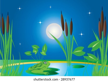 frog in the pond with cattail at night under the moon and stars