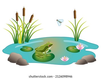 Frog pond ecosystem environment, with pond, frog, waterlily blossoms, lily pads, cattails plants, and rocks.