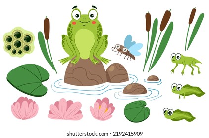 Frog pond toad animal life nature isolated set collection. Vector isolated graphic design illustration