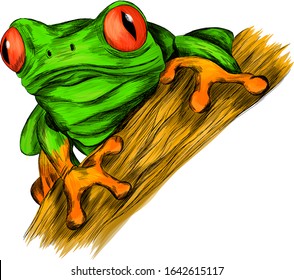 frog red eyed tree green cartoon funny vector illustration print