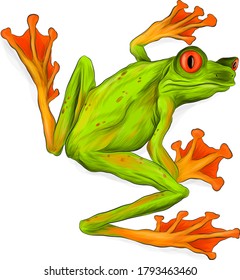 frog red eyed tree green cartoon funny vector illustration print