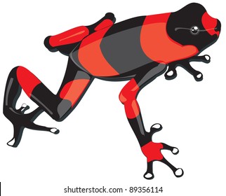 Frog with a red strips. Vector illustration.
