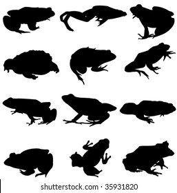 Frog series - from around the world strange frog
