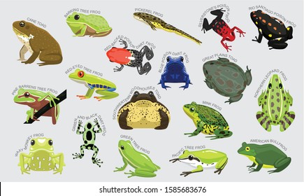 Frog Set Various Kind Identify Cartoon Vector-01