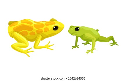 Frog as Short-bodied and Tailless Amphibians Vector Set