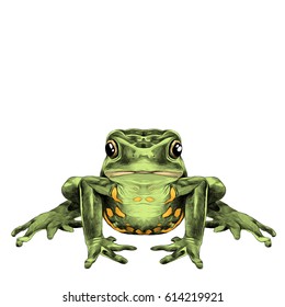 the frog sits symmetrical sketch vector graphics color picture