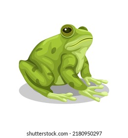 Frog sitting animal species cartoon illustration vector