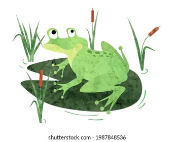 Frog sitting on lily pad. Vector cartoon watercolor illustration.	