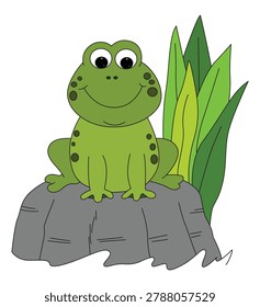 Frog sitting on a rock isolated on white background