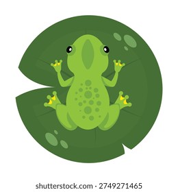 Frog sitting on a water lily leaf in top view