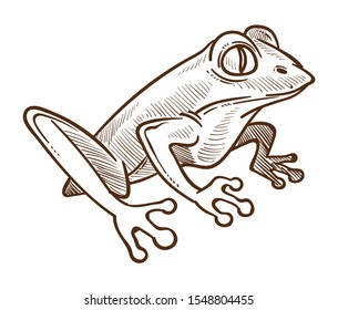 Frog sitting, side view. Amphibian animal with protruding eyes, full size. Wildlife themed detailed drawing. Hand drawn sketch illustration isolated on white background.