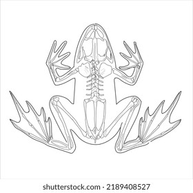 frog skeleton clipart