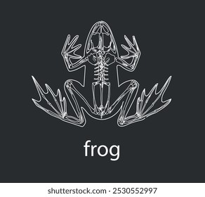 Frog skeletal system on a white background sketch hand drawing vector illustration