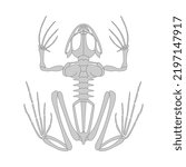 Frog skeletal system. Vector illustration.