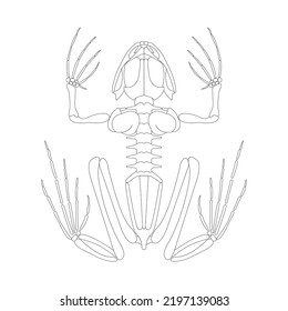 Frog skeletal system. Vector illustration.