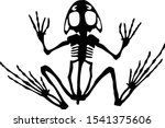frog skeleton in jumping position