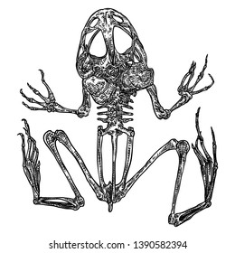 Frog skeleton on white background isolated, hand drawing. Vector.