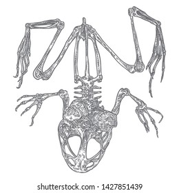 frog skeleton clipart