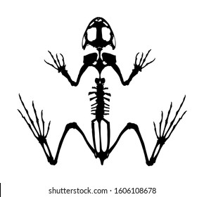 Frog skeleton vector silhouette isolated on white background. Animals anatomy. zoology, anatomy of amphibian. Education archaeology. Frog body parts, toad skeleton structure.