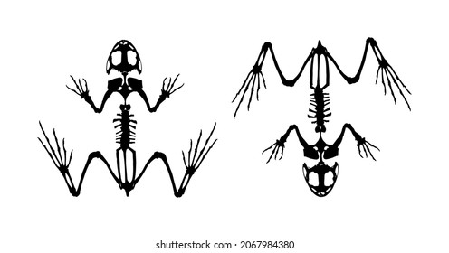 frog skeleton clipart