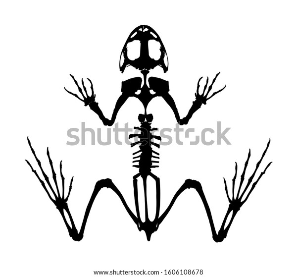 白い背景にカエルのスケルトンベクターシルエット 動物の解剖学 動物学 両生類の解剖学 教育考古学 カエルの体の部分 ヒキガエルの骨格構造 のベクター画像素材 ロイヤリティフリー
