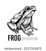Frog sketch. Hand drawn vector illustration