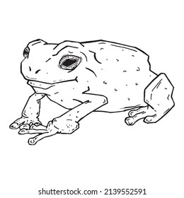 Frog sketch hand drawn. Vector illustration of cartoon frog. 