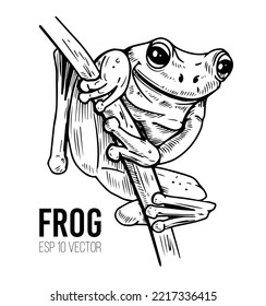 Froschskizze. handgezeichnete Vektorgrafik