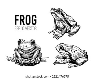 Frog sketch. Hand drawn vector illustration