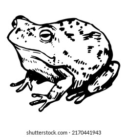 Frog sketch. Realistic ink drawing of amphibian wild animal. Hand drawn vector illustration. Retro clipart for decor isolated on white.