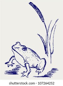 Frog sketch. Vector