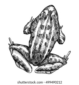 Frog, stylized drawing. Decorative drawn anuran toad. Black and white drawing by hand. Witchcraft, voodoo magic attribute. Illustration for Halloween. Vector. 