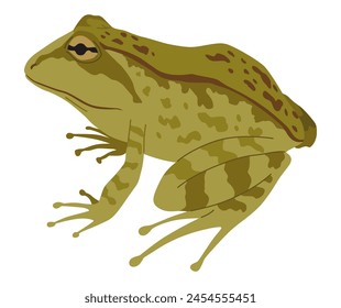 Frosch oder Kröte, Amphibientier. Art des Froggy. Exotisches tropisches Reptil. Flache Vektorillustration auf weißem Hintergrund