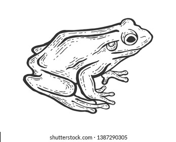 Frog toad animal sketch engraving vector illustration  Scratch board style imitation  Black   white hand drawn image 