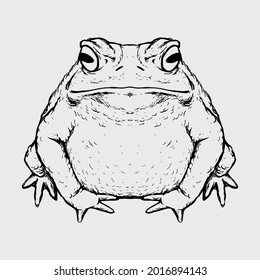 toad drawing