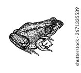 A frog, toad - sketch outline illustration, doodle drawing in engraving style. Hand-drawn vector line art clipart