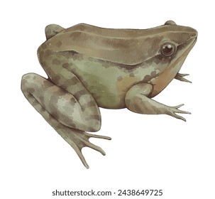 Frog | Toad Watercolor illustration